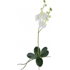 Декор Phalaenopsis Orchid